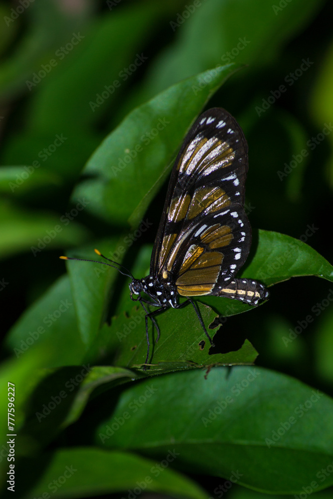 The insect known as the Manacá butterfly, Methona themisto (Nymphalidae: Danainae: Ithomiini), landing on a leaf. The insect known as the Manacá butterfly, Methona themisto (Nymphalidae: Danainae: Ithomiini), landing on a leaf.