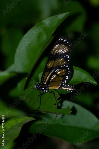 The insect known as the Manacá butterfly, Methona themisto (Nymphalidae: Danainae: Ithomiini), landing on a leaf. photo