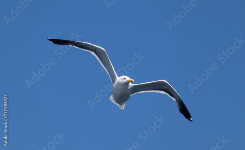 One Kelp gull (larus dominicanus) flying in front of an intense blue sky with no clouds