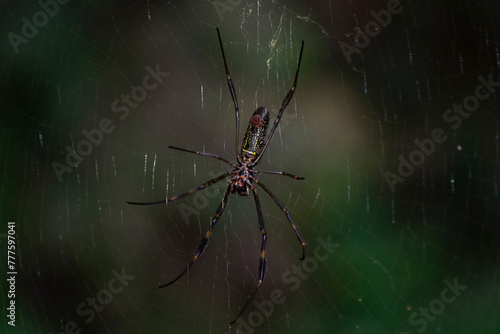 Spider known as golden thread, Nephila clavipes (Nephilidae), building its web. photo
