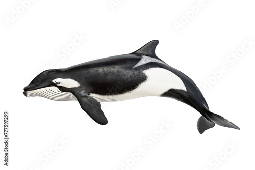 false killer whale on an isolated transparent background