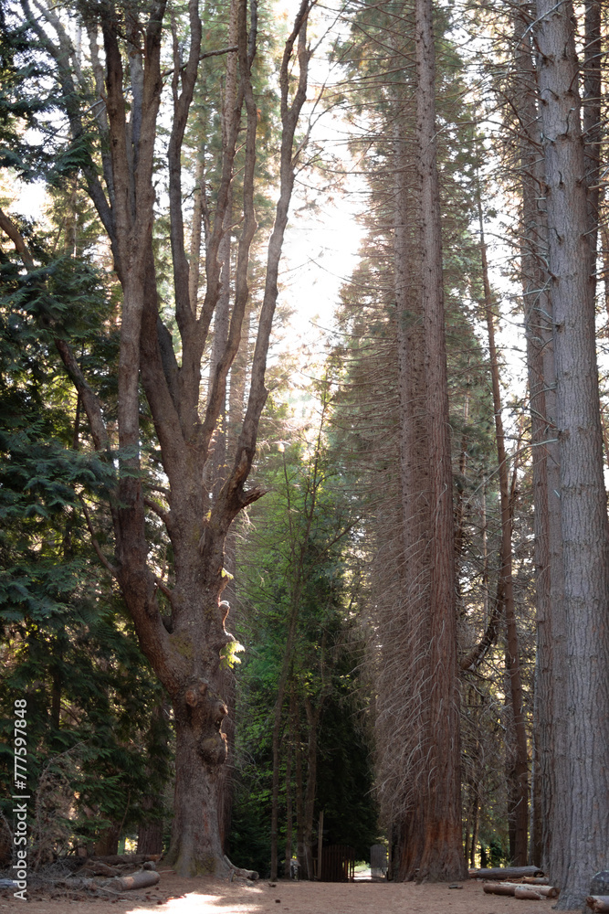 Fototapeta premium Magical pretty scenery of golden sunshine breaking through beautiful tall trees in the woods of Isla Victoria, Argentina