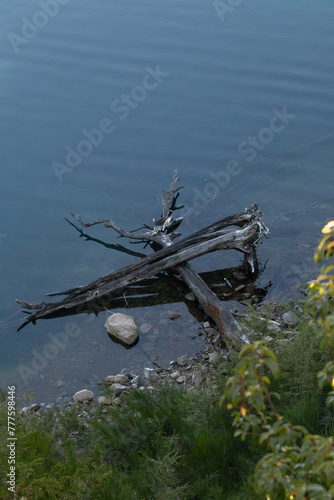 Tree branches laying in shallow water in a shore