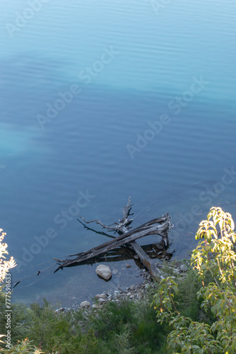 Tree branches laying in shallow water in a shore