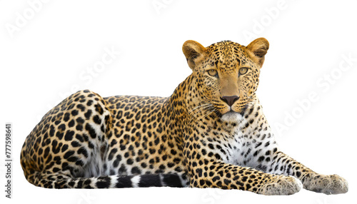Leopard liegend isoliert auf weißen Hintergrund, Freisteller 