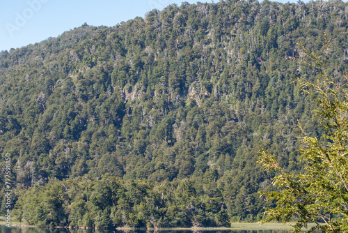 Many green natural trees of a forest in a hill illuminated with sunlight