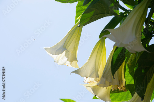 Flowers, leaves, and branches of Brugmansia candida, popularly known as angel's trumpet and white skirt.