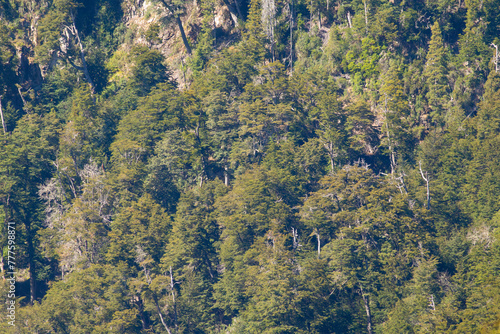 Many green natural trees of a forest in a hill illuminated with sunlight
