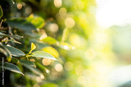 Nature of  leaf in garden under sunlight. © Jaow