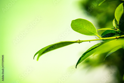  Nature of green leaf under sunlight.  using as spring background  © Jaow