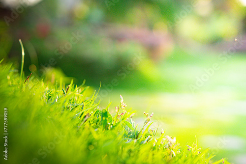 fresh green grass nature  sunny light © Jaow