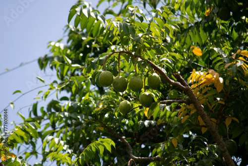 The cajá is the fruit of the cajazeira (Spondias mombin L.), a tree of the Anacardiaceae family that is present in several Brazilian states. This tree is being cultivated in Rio de Janeiro, Brazil.	