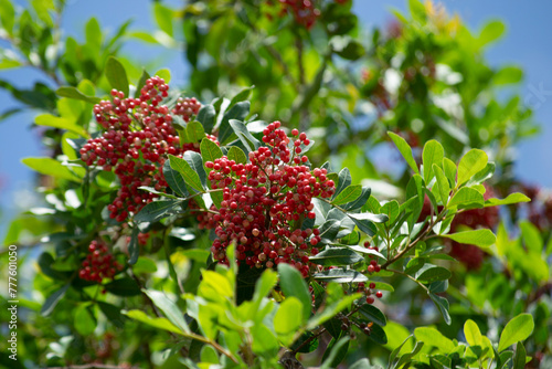 The Aroeira or mastic tree (Schinus terebinthifolia) and its pink pepper	