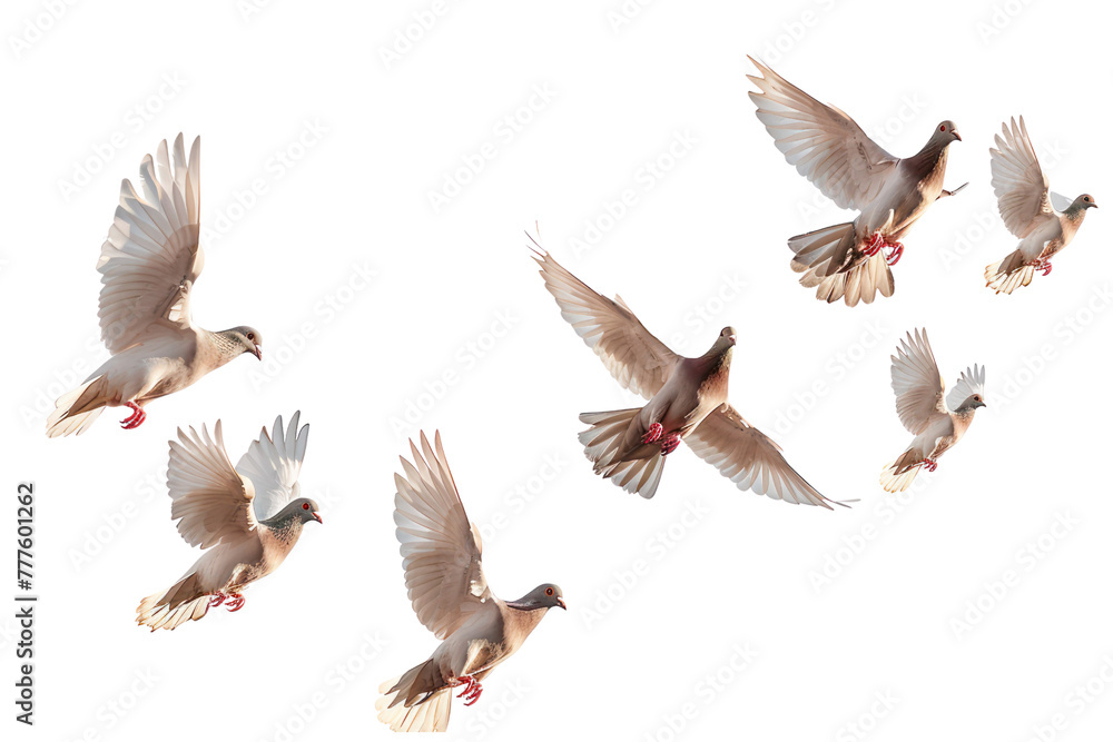 Obraz premium flying doves on an isolated transparent background