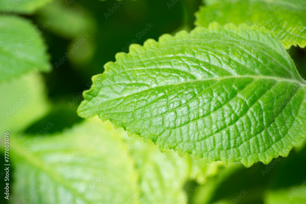 Leaves of a plant known as Malvarisco (Plectranthus amboinicus Lour.) in organic substrate. Leaves of a plant known as Malvarisco (Plectranthus amboinicus Lour.) in organic substrate.