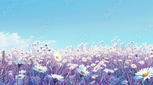 Field of Purple and White Daisies Under a Blue Sky photo