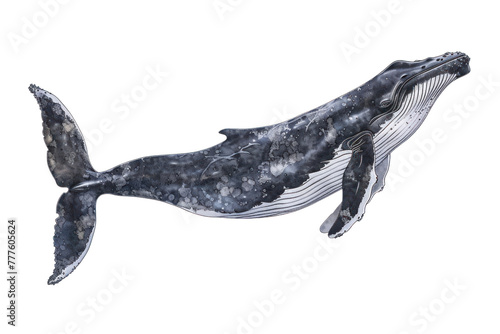gray whale aquatic animal on an isolated transparent background © Rushi