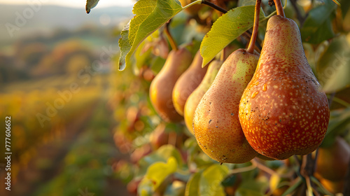 A photo of dangling pears, with rolling hills of orchards as the background, during a crisp autumn morning