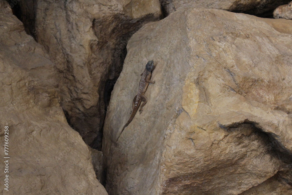 Obraz premium lizard on a rock