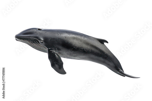 long finned pilot whale on isolated transparent background