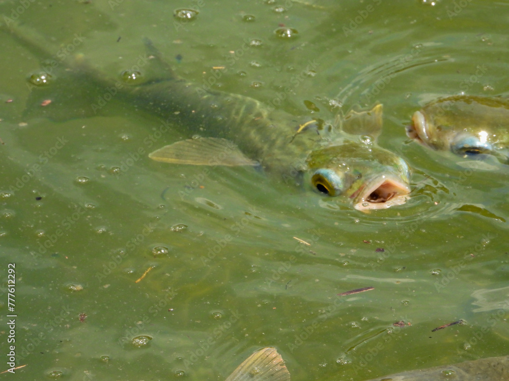 Fototapeta premium Funny fish mouths