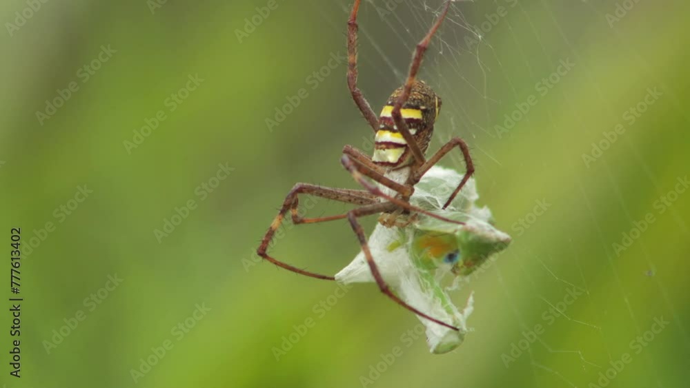 St Andrew's Cross Female Spider Holding Onto Praying Mantis Caught In Web Daytime Sunny Australia Victoria Gippsland Maffra Side Shot Close Up St Andrew's Cross Female Spider Holding Onto Praying Mantis Caught In Web Daytime Sunny Australia Victoria Gippsland Maffra Side Shot Close Up