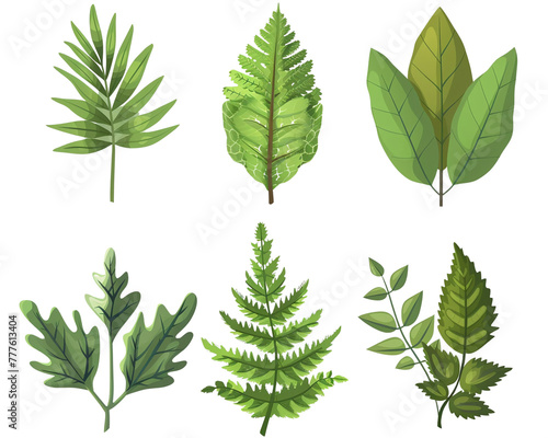 Leaves set isolated on white background PNG transparent background.