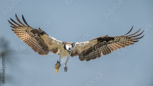 Osprey (Pandion haliaetus) 
