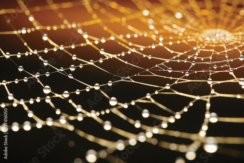 spider web with dew drops.