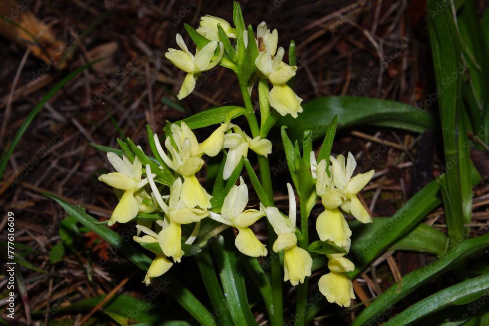 Flower of the Roman orchid (Dactylorhiza romana), in natural habitat on Cyprus Flower of the Roman orchid (Dactylorhiza romana), in natural habitat on Cyprus