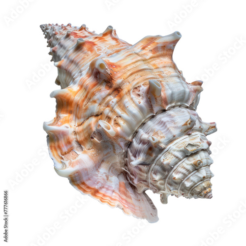 queen conch on isolated transparent background