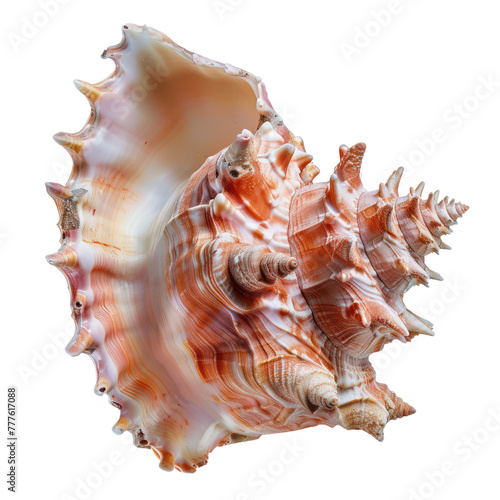 queen conch on isolated transparent background