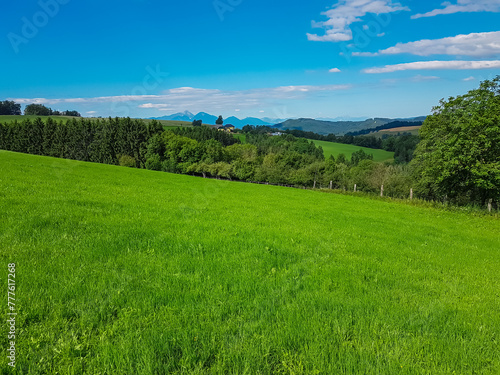 Vast field of golden grass swaying gently in the wind in Granitztal. Small village on hills near St Paul in Lavanttal, Wolfsberg, Carinthia, Austria. Clear blue sky. Peaceful idyllic rural landscape