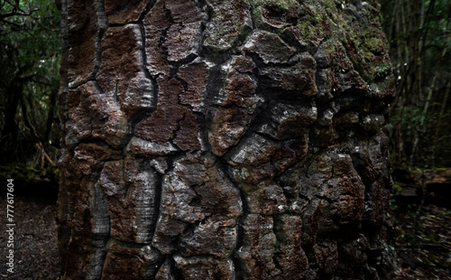 Primer plano de una araucaria. Textura de su corteza. Detalle de madera.