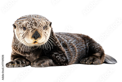 sea otter on isolated transparent background © Rushi