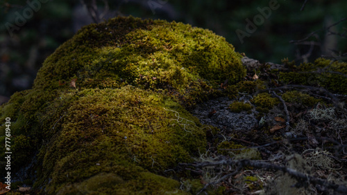 Piedra cubierta de musgo verde. Humedad