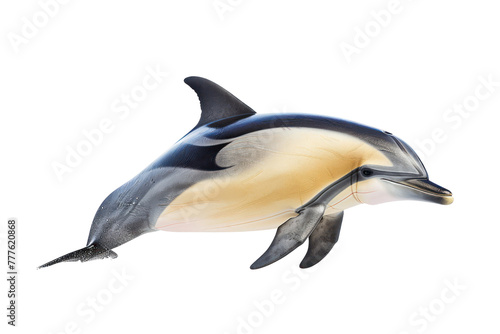 short breaked common dolphin on isolated transparent background © Rushi