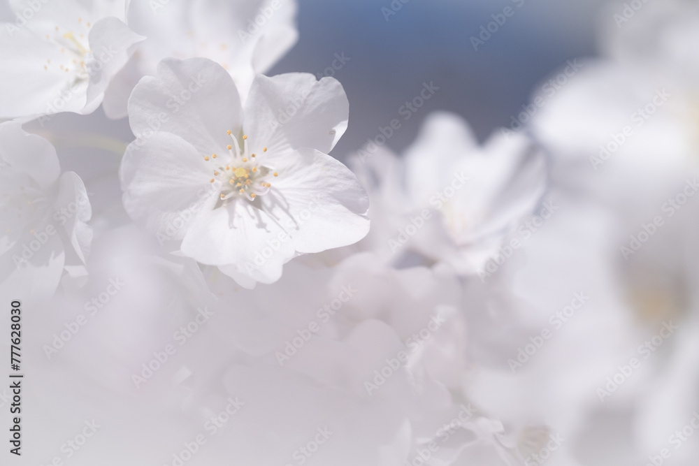 Cherry blossoms along Tidal Basin in Washington, D.C.