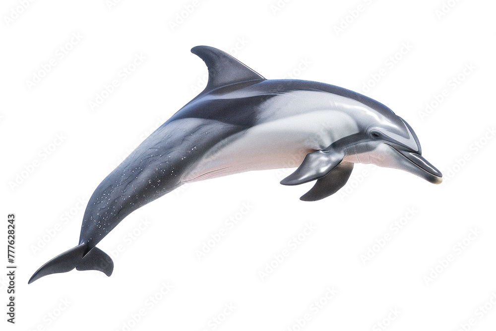 Obraz premium Spinner dolphin on isolated transparent background