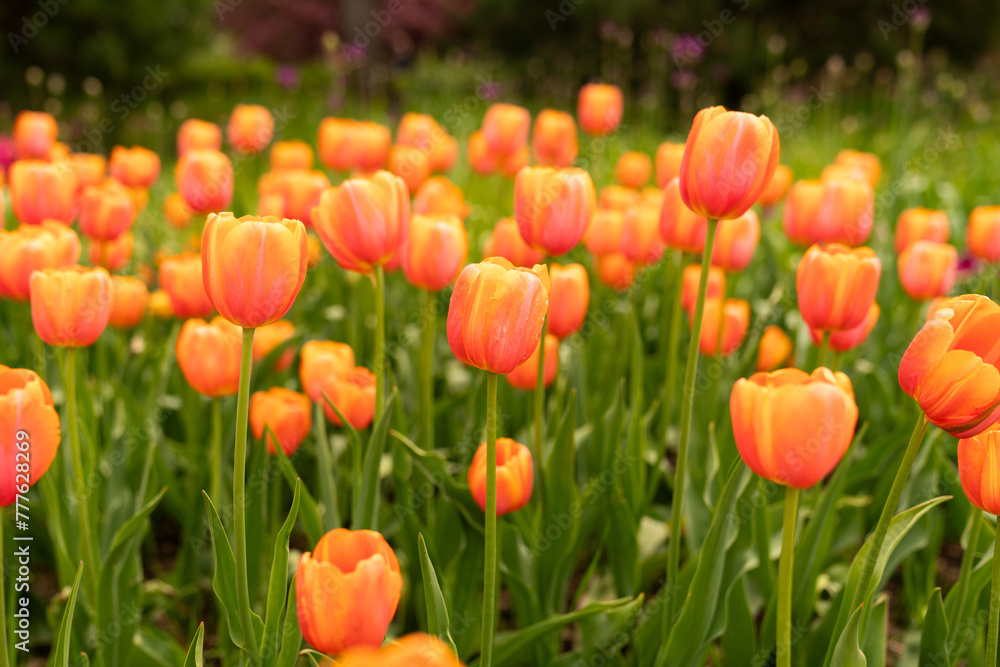Orange Tulips In The Garden