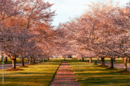 Cherry Blossom Trees in the Windsor Farms section of Richmond photo