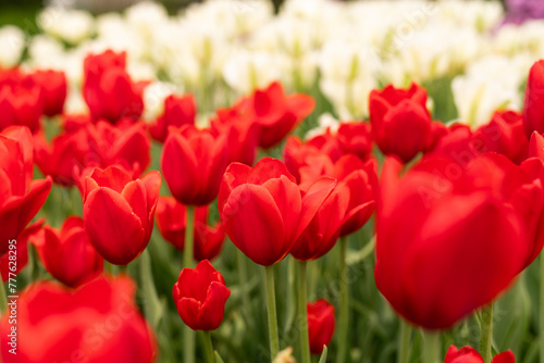 Red And White Tulip Garden