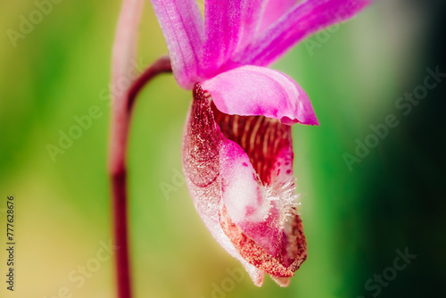 Pink fairy slipper wild orchid macro shot photo