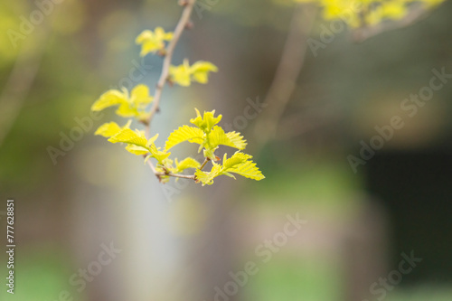 Close Up Young Branches Of A Ulmus Parvifolia Tree At Amsterdam The Netherlands 4-4-2024 photo