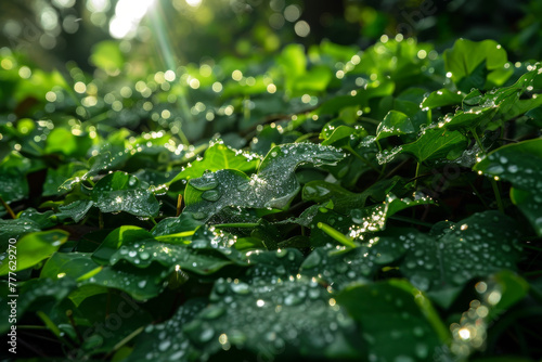 A lush green plant with droplets of water on its leaves