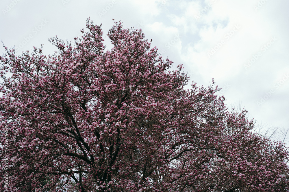 wide view of large pink magnolia tree blossoms and sky
