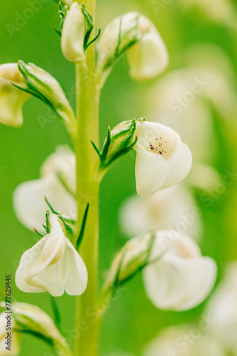 Macro shot of white lousewort blooms on soft green background photo
