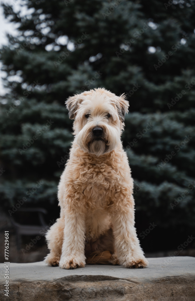 Cute fluffy wheaten terrier dog sitting outside on a rock. Cute fluffy wheaten terrier dog sitting outside on a rock.