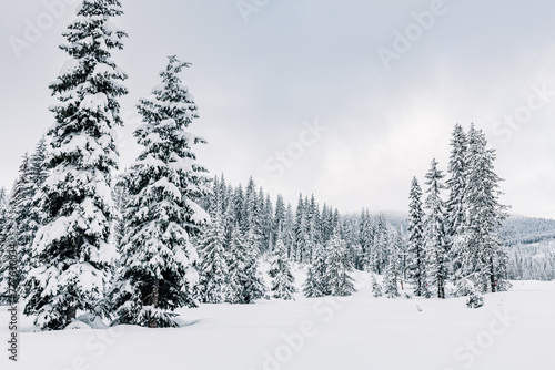 Winter landscape with snow capped trees at Lolo Pass, Montana photo