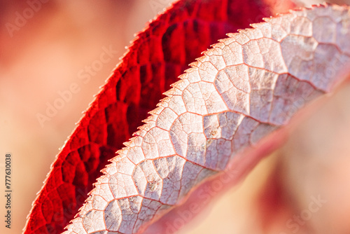 Red leaf macro shot with veins and serrated edge photo